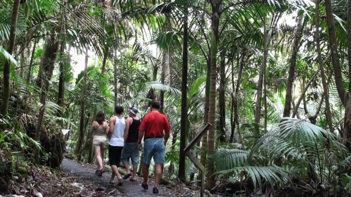 The Rainforest of Puerto Rico