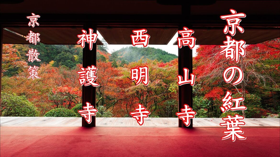 [京都散策]  京都の紅葉　三尾をめぐる  kyoto  japan  4K.mp4