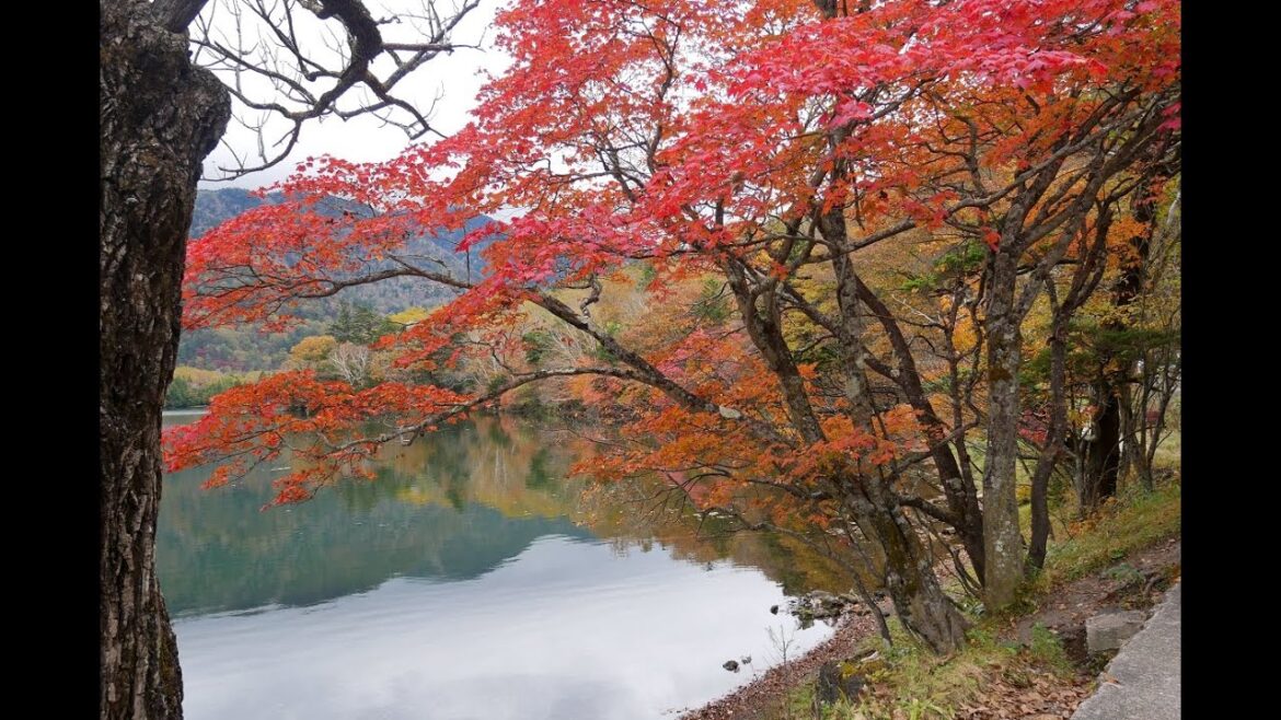 奥日光  最新紅葉情報！ 湯の湖から中禅寺湖まで一挙に見頃に。2022年10月17日の様子