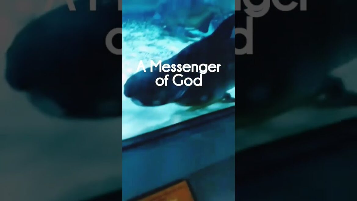 A fish called the "Messenger of God" #shorts