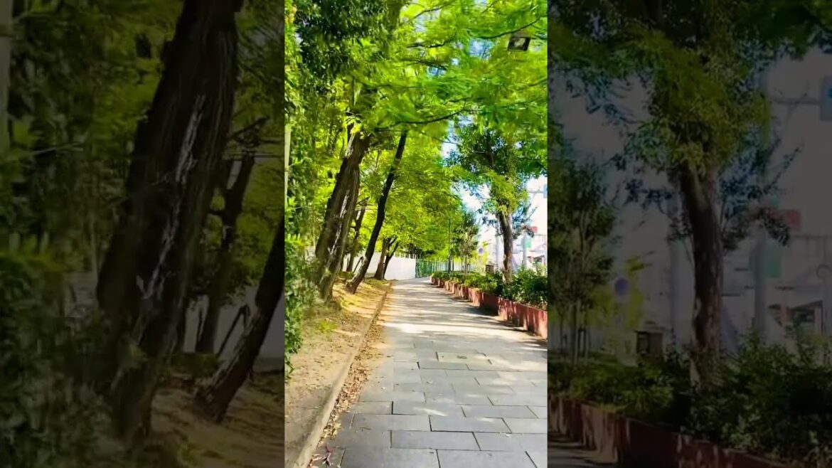 Nature meets Urban #shorts #nature #japan #kobe #animevibes #reels #japantravel #travel #japanese
