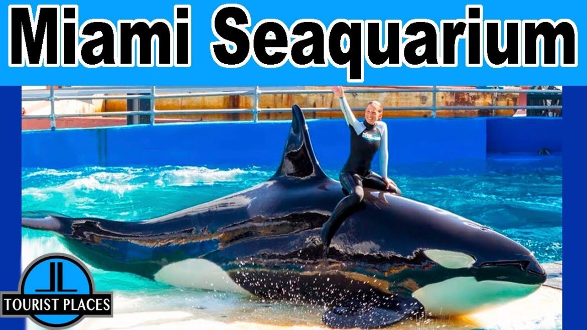 Miami Aquarium in Miami, Florida, United States | Tourist Places Attractions Miami Aquarium in Miami, Florida, United States | Tourist Places Attractions