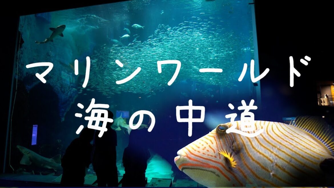 【福岡県水族館 4K】マリンワールド海の中道の散歩(立体音響ASMR)