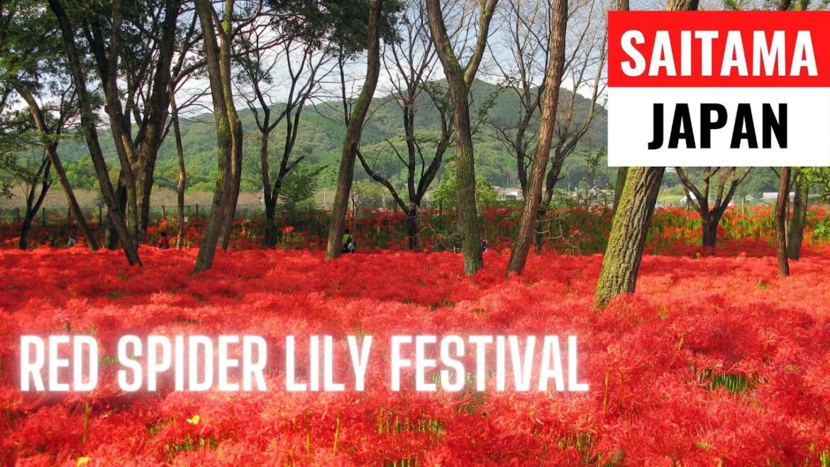 SAITAMA RED SPIDER LILY FESTIVAL [4K VIDEO] | SAITAMA, JAPAN | JAPAN TRAVEL VLOG | MAMUN CHOWDHURY