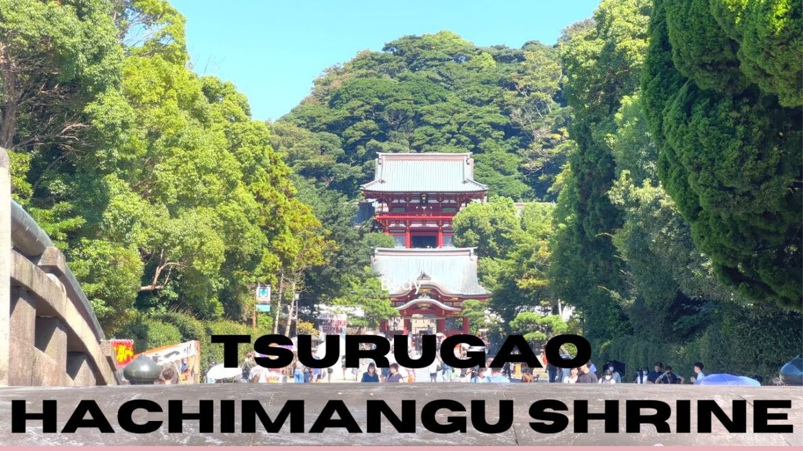 tsurugaoka hachimango shrine|shinto shrine in kamakura|buddhist temple|Japan vlog|tokyo travel tsurugaoka hachimango shrine|shinto shrine in kamakura|buddhist temple|Japan vlog|tokyo travel