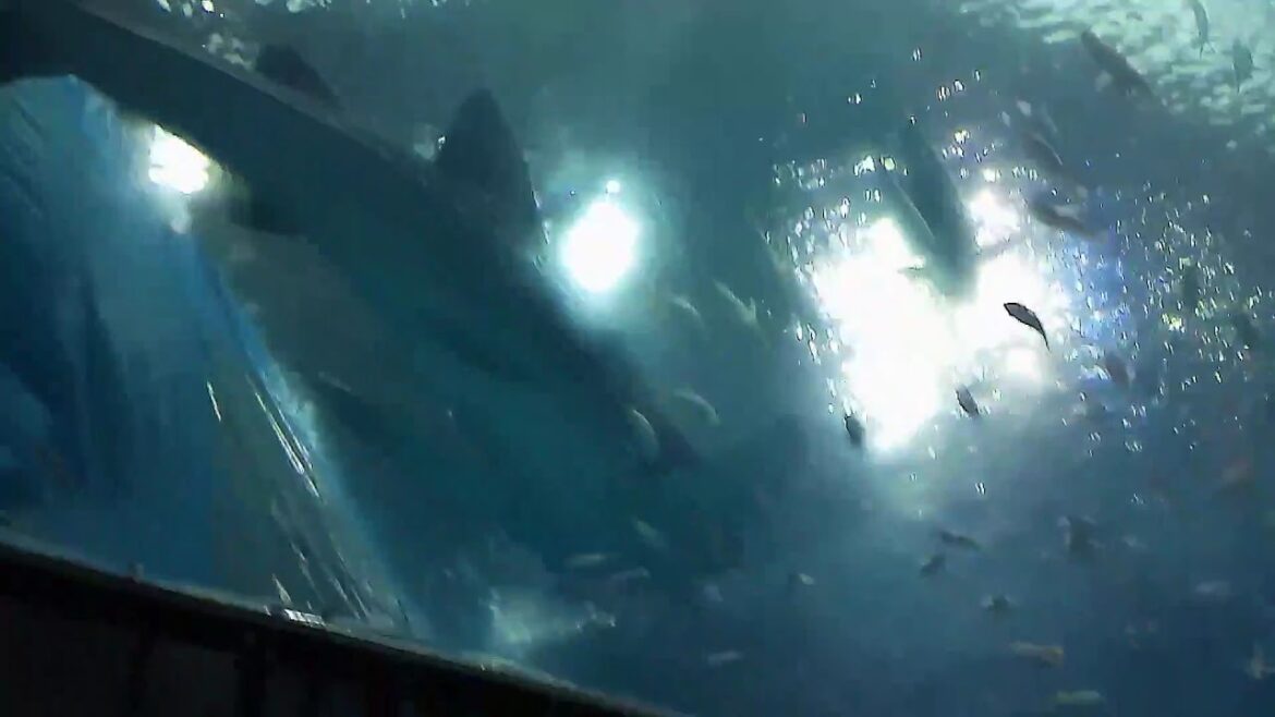 Okinawa Trip 오키나와 추라우미 수조관 - 고래상어