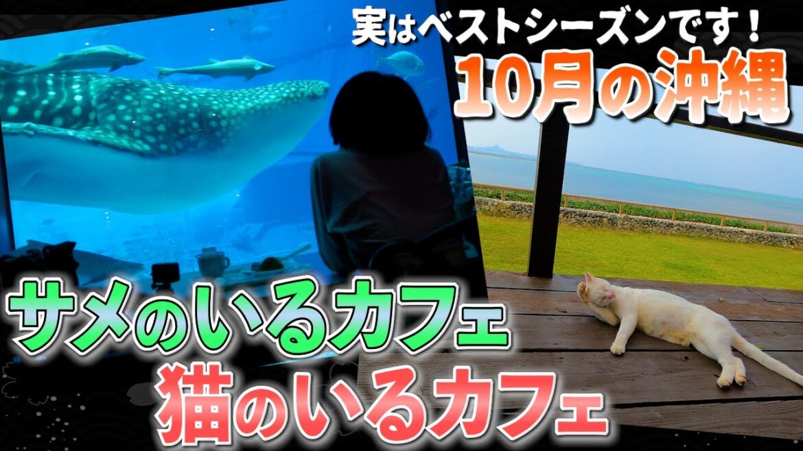 【美ら海水族館】実は10月がベストシーズン!沖縄旅【フクギ並木・絶景・CAHAYA BULAN・ホテルマハイナ・Okinawa travel】vol.2(再掲) 【美ら海水族館】実は10月がベストシーズン!沖縄旅【フクギ並木・絶景・CAHAYA BULAN・ホテルマハイナ・Okinawa travel】vol.2(再掲)
