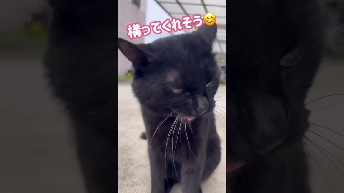 地域猫クロネコのヤマト🐈⬛和歌山市築地ホステル近くに生息中😸 / Wakayama Trip 地域猫クロネコのヤマト🐈⬛和歌山市築地ホステル近くに生息中😸 / Wakayama Trip
