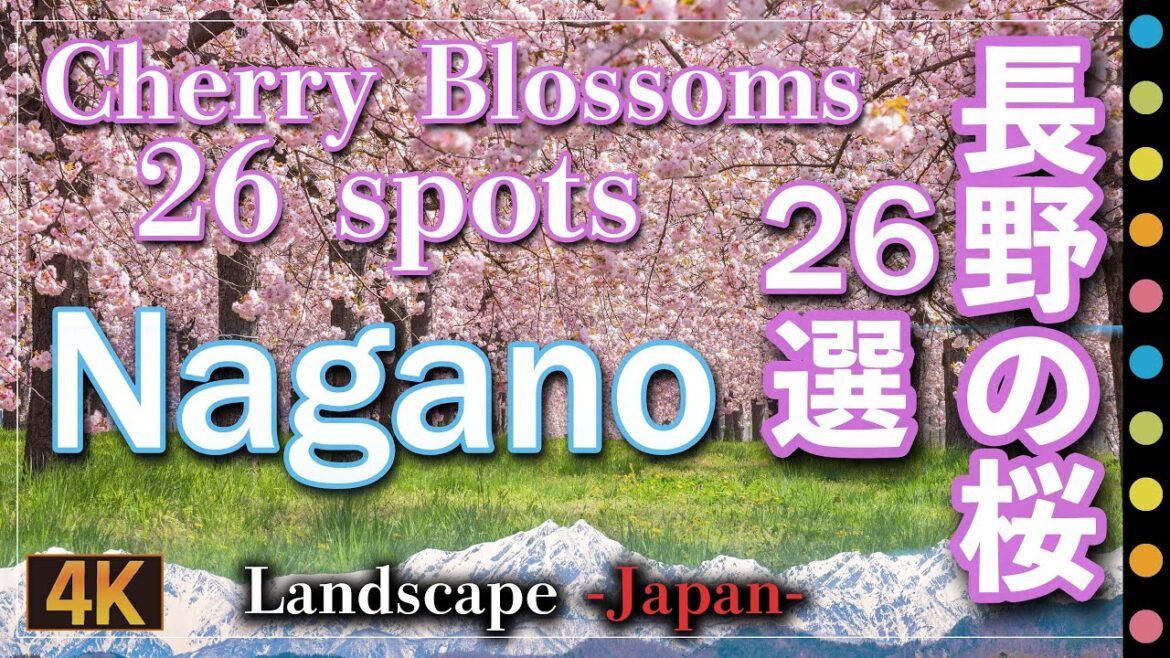 長野（信州）の桜26選（Cherry blossoms Nagano, Japan)残雪のアルプスと桜 高遠城址公園 大出の吊り橋 小川村  高山村の桜