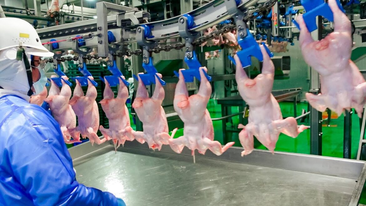 80,000 a Day! Automatic Korean Style Fried Chicken Processing Plant / 韓式炸雞, 雞肉加工廠 – Food Factory 80,000 a Day! Automatic Korean Style Fried Chicken Processing Plant / 韓式炸雞, 雞肉加工廠 - Food Factory