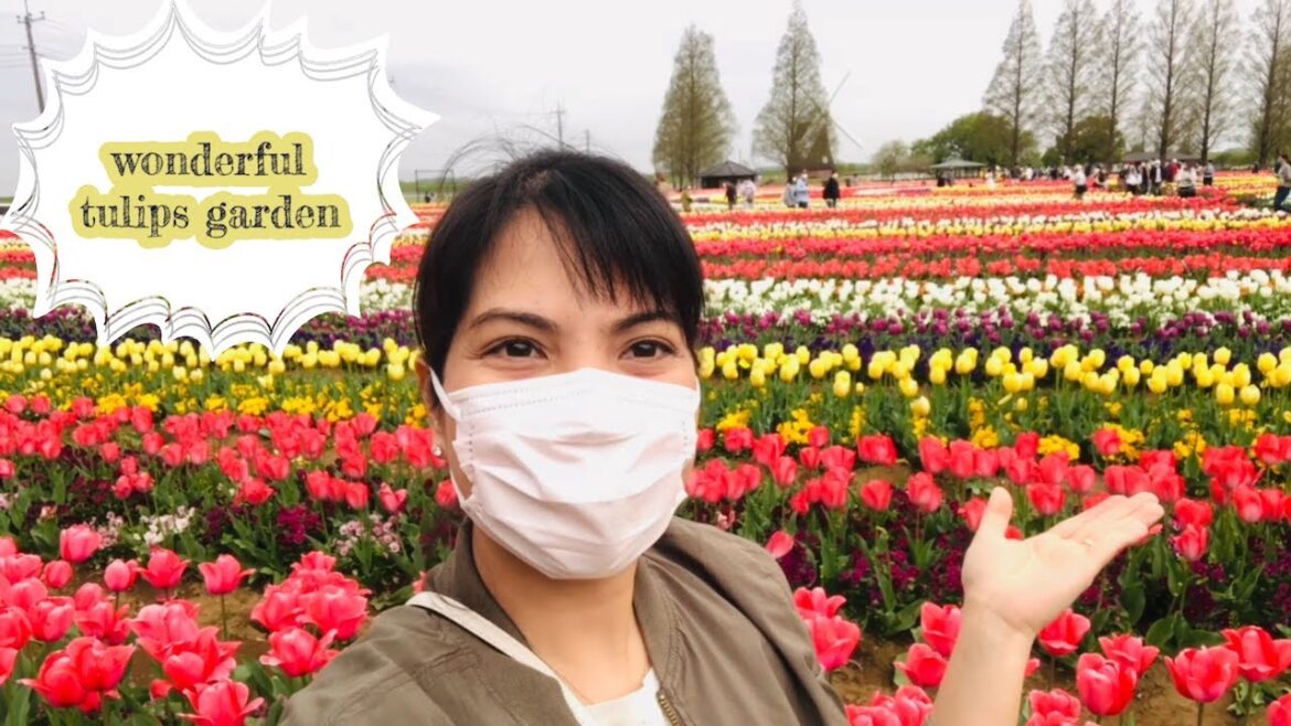 Wonderful Tulip Garden in Japan #tulipsinjapan #tulipgradeninjapan