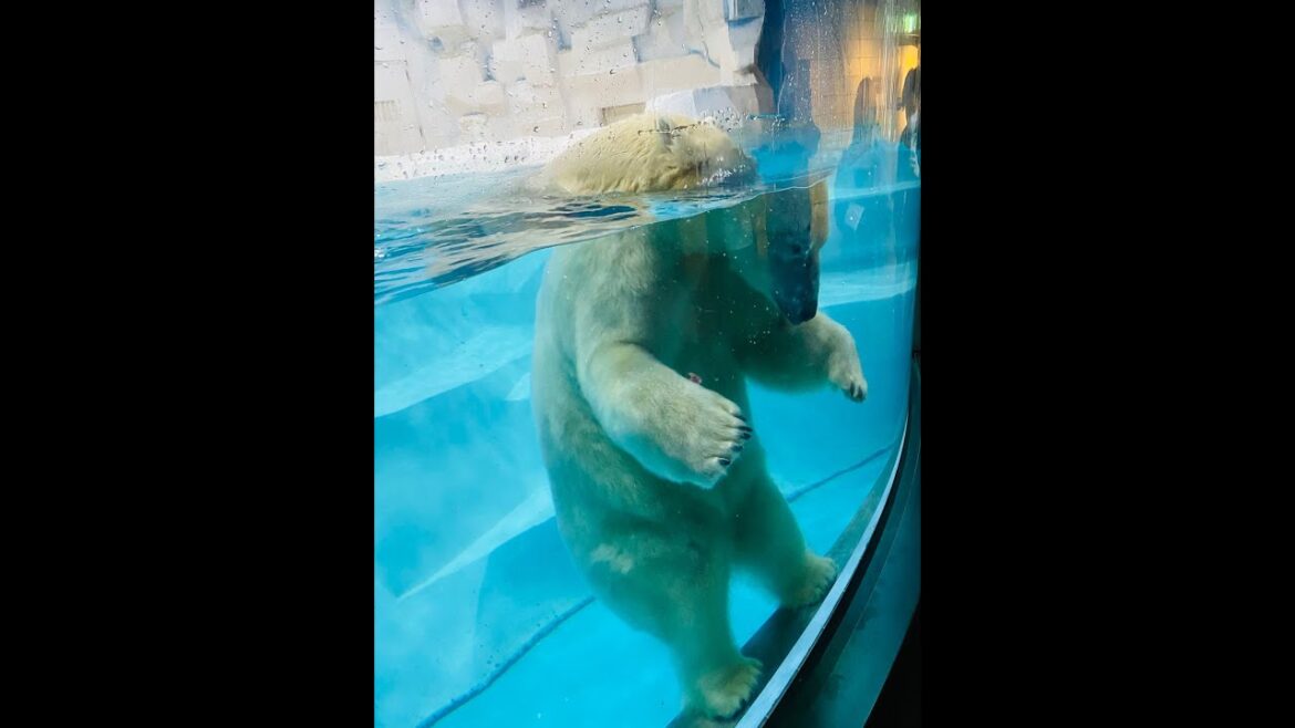 Nanki-Shirahama Vacation VLOG | Beach Sunset | #shorts #relaxing #shirahama #sunset #japan #island