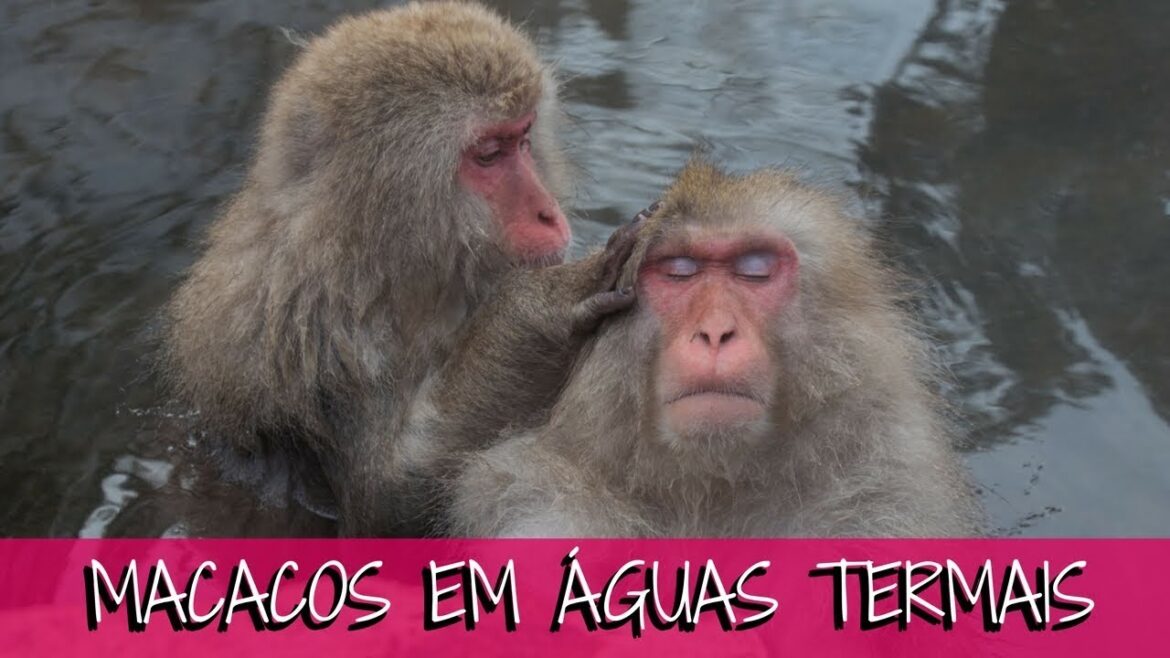 A história por trás do PARQUE DOS MACACOS DA NEVE