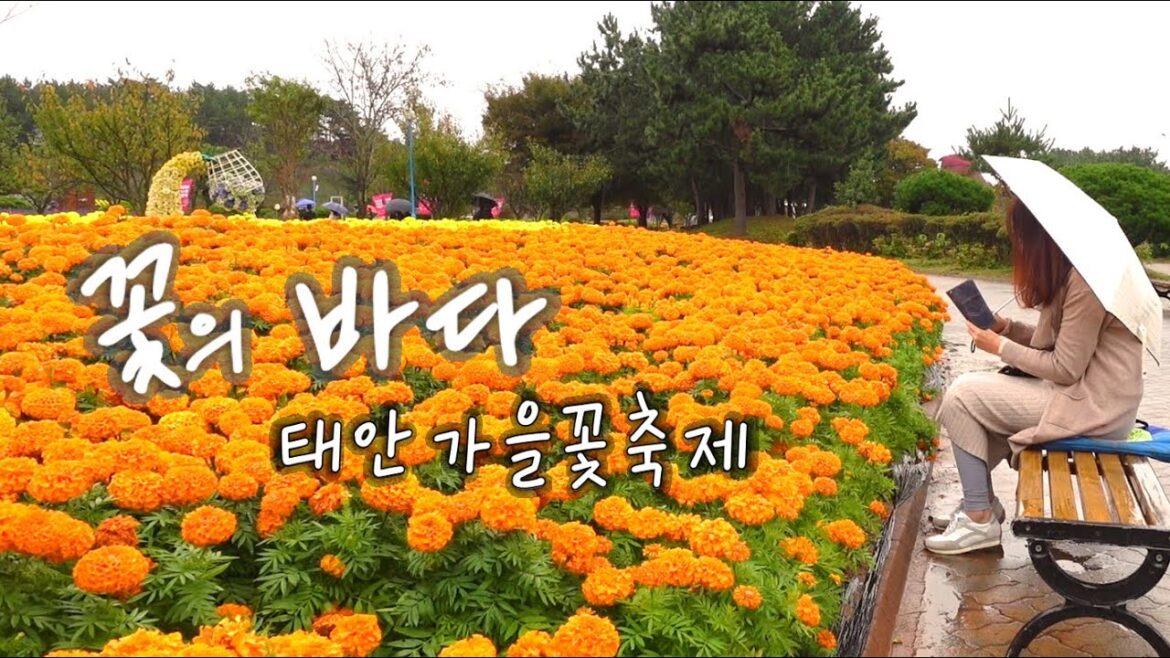 비가와서 더좋은 백만송이의 꽃길 여행 | 태안 가을꽃축제 나들이 #가을꽃축제 #꽃박람회 비가와서 더좋은 백만송이의 꽃길 여행 | 태안 가을꽃축제 나들이 #가을꽃축제 #꽃박람회
