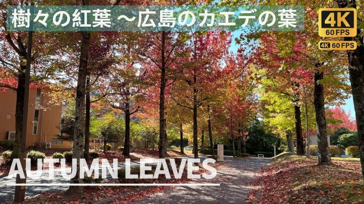 【4K】樹々の紅葉 ～広島のカエデの葉 Autumn leaves in Hiroshima Japan / Beautiful autumn tree 2022
