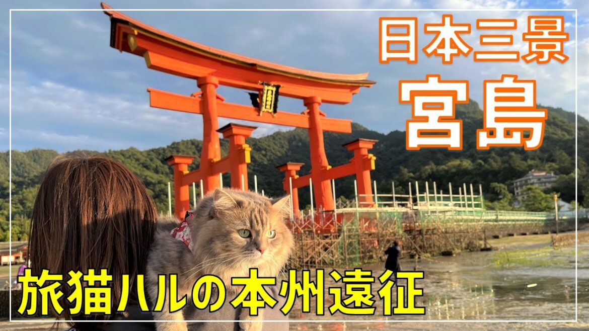 【広島旅行】宮島観光でぶらりグルメ食べ歩き!猫と歩く世界遺産の島!【6泊7日 本州遠征の旅 part4】 【広島旅行】宮島観光でぶらりグルメ食べ歩き!猫と歩く世界遺産の島!【6泊7日 本州遠征の旅 part4】