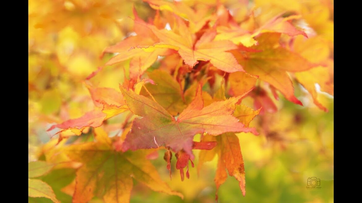 Autumn Colors Japan: Photography Tour Oct 2019 | The Lens India