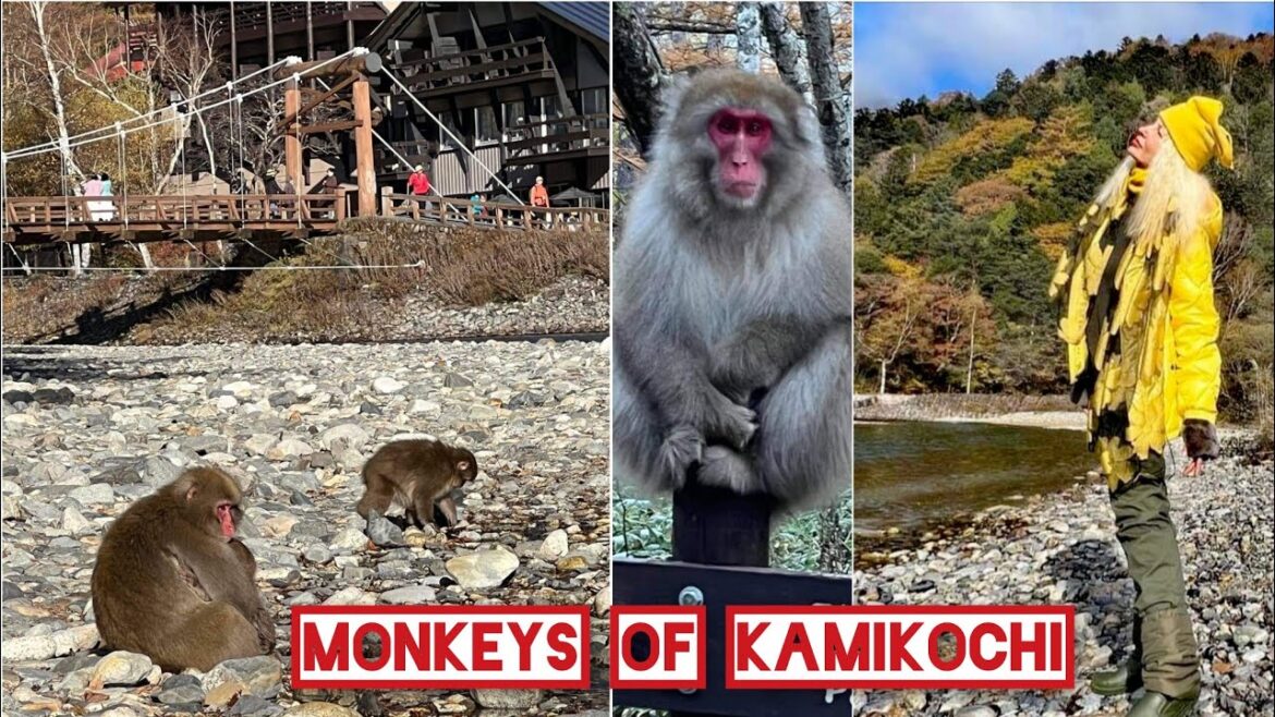 RARE sight of Japanese MONKEYS @ KAPPABASHI Kamikochi AUTUMN 2022 Tashiro Pond Taisho Lake by ADEYTO RARE sight of Japanese MONKEYS @ KAPPABASHI Kamikochi AUTUMN 2022 Tashiro Pond Taisho Lake by ADEYTO