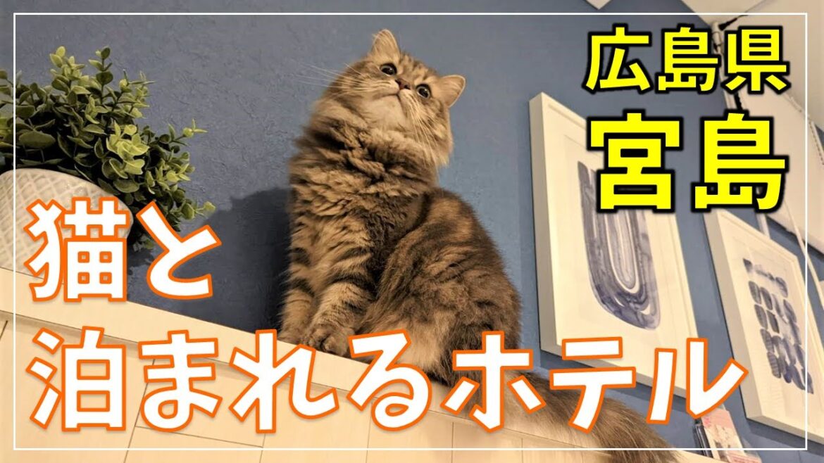 日本三景・宮島旅行に最適！ペットと一緒に泊まれるホテル！【6泊7日 本州遠征の旅 part3】