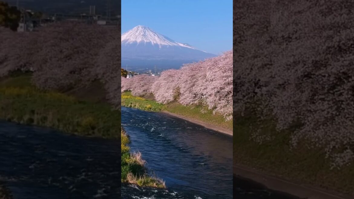 Take A Trip To Japan | #shorts #travel #beautiful #vacation #holiday #bestplaces #japan #trees