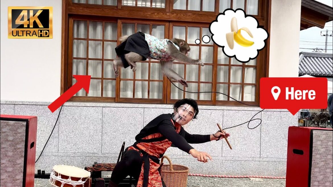 🙉 A Cute Japanese Monkey Shows Off His Skills | Osaka Japan 🇯🇵