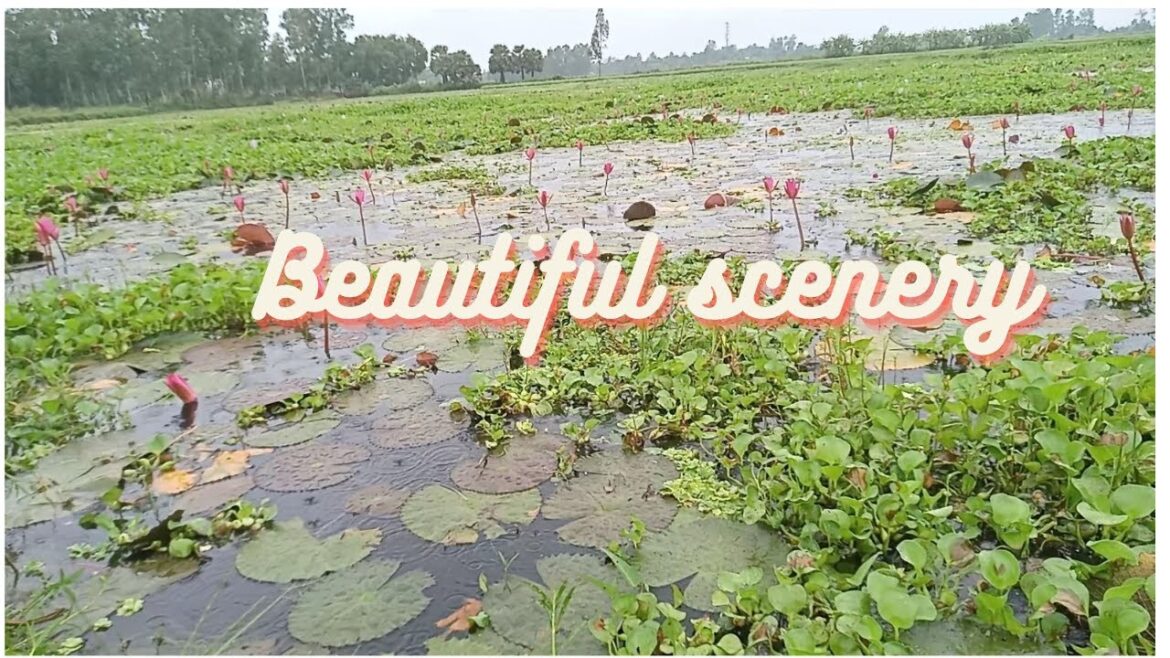 Green View  of Village Scenery