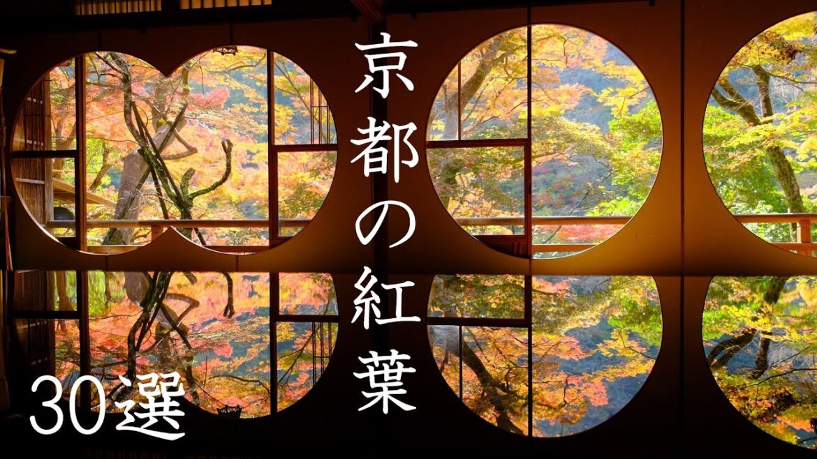 心に染み入る京都の紅葉30選 30 Recommended Autumn Leaves(Kyoto,Japan) 心に染み入る京都の紅葉30選 30 Recommended Autumn Leaves(Kyoto,Japan)