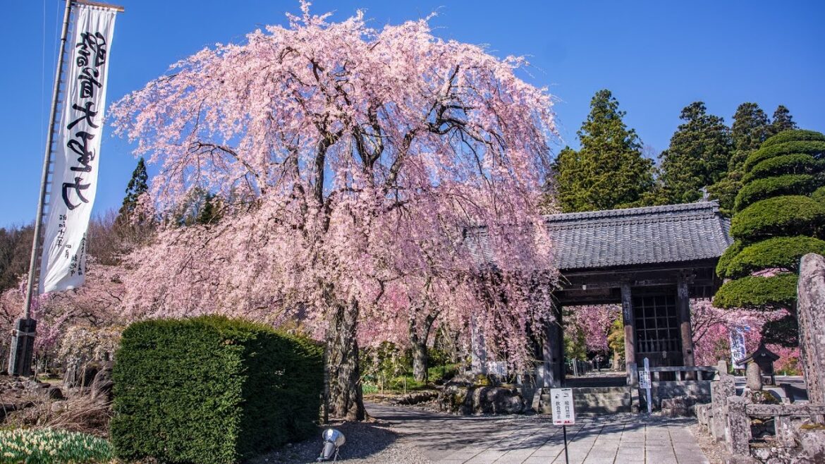 [ 4K UltraHD ] 信州 桜の穴場 光前寺の桜 - Cherry Blossoms at Kozenji temple - (shot on Samsung NX1)