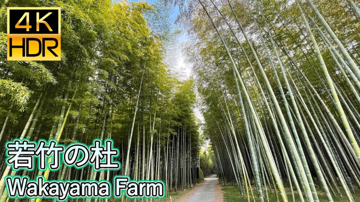 【4K HDR】若竹の杜 散策ツアー Wakayama Farm Walking Tour