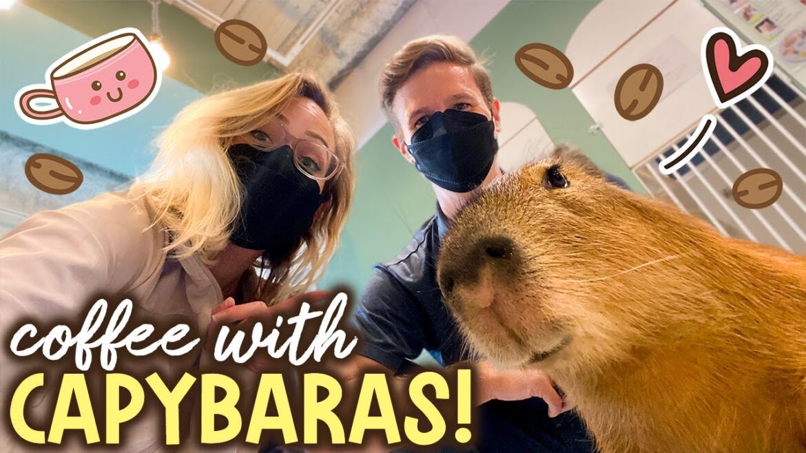 Tokyo’s CAPYBARA CAFE! (Kichijoji + Inokashira Park) Tokyo’s CAPYBARA CAFE! (Kichijoji + Inokashira Park)
