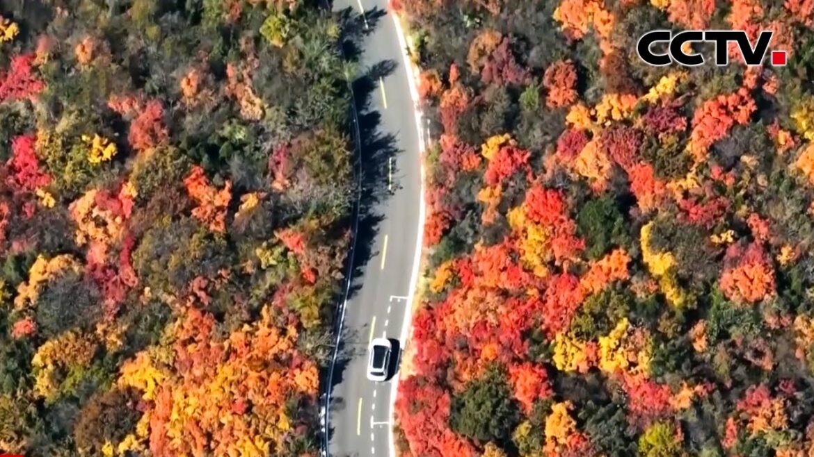 山西太原：层林尽染 秋色渐浓惹人醉 |《中国新闻》CCTV中文国际