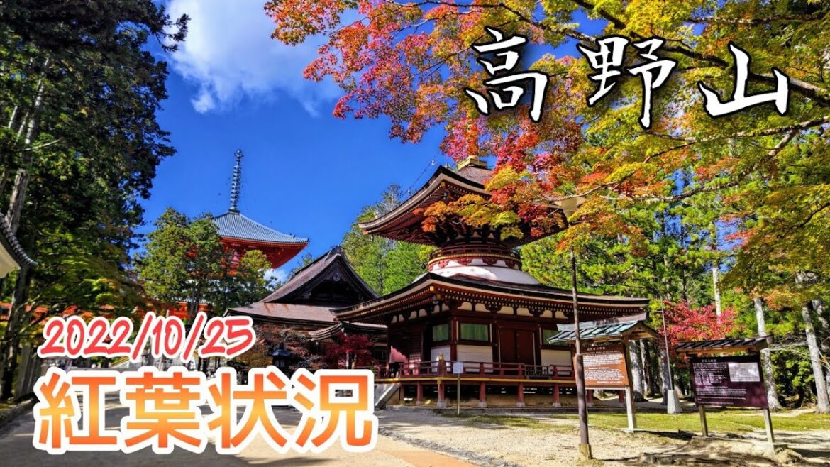 【2022/10/25】 鮮やかに色付き始めた高野山【紅葉状況】Koyasan has started to turn vivid colors with autumn leaves.