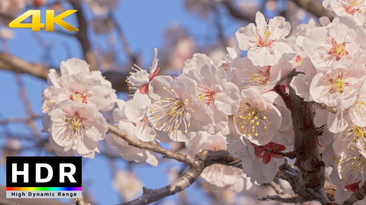 【4K HDR】Spring in Tokyo – Yushima Tenjin Shrine Ume Blossoms 【4K HDR】Spring in Tokyo - Yushima Tenjin Shrine Ume Blossoms
