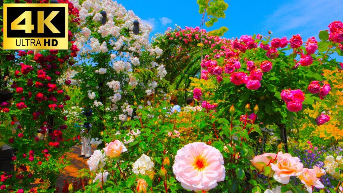 【Autumn Rose Garden Festival】Yokohama English Garden with Natural Sounds|for sleep and relax|4K ASMR 【Autumn Rose Garden Festival】Yokohama English Garden with Natural Sounds|for sleep and relax|4K ASMR