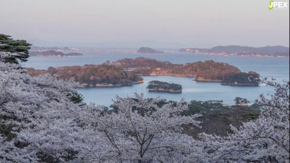 Breathtaking Sunrise Sakura (Matsushima, Japan)