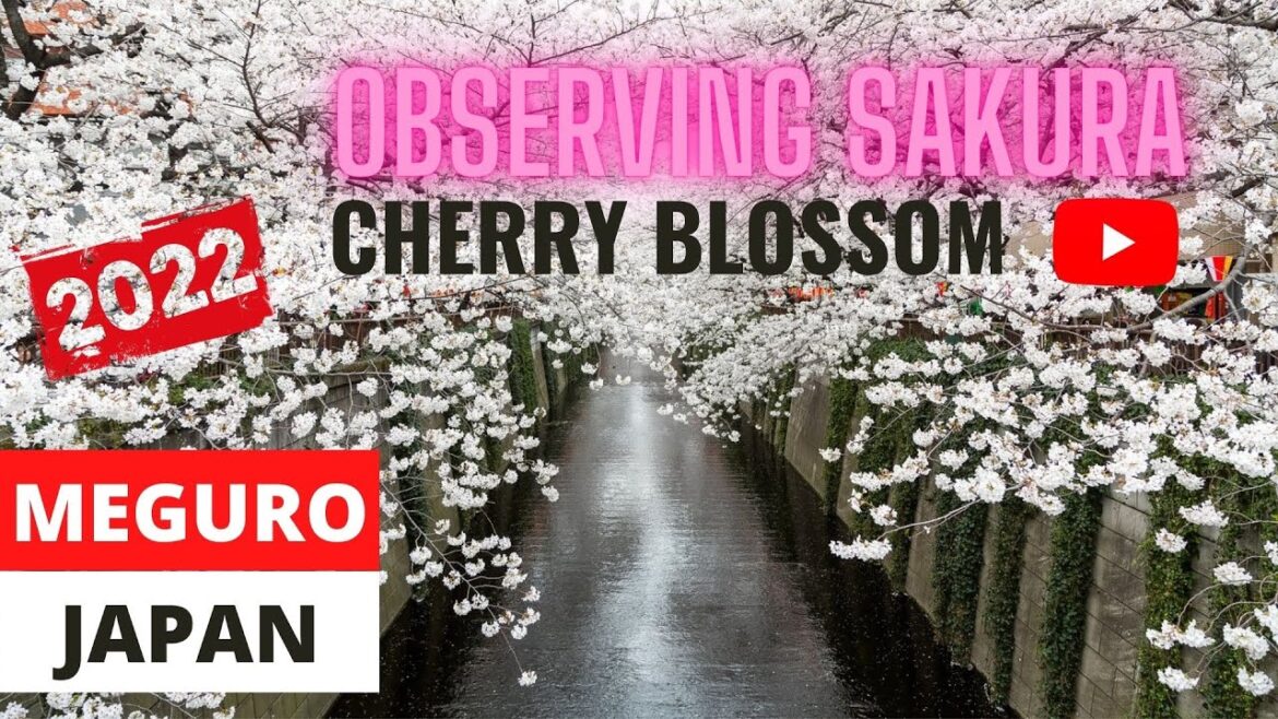 【Cherry blossoms】TOKYO AT MEGURO RIVER 2022  #目黒川 | JAPAN TRAVEL VLOG | MAMUN CHOWDHURY | 2022