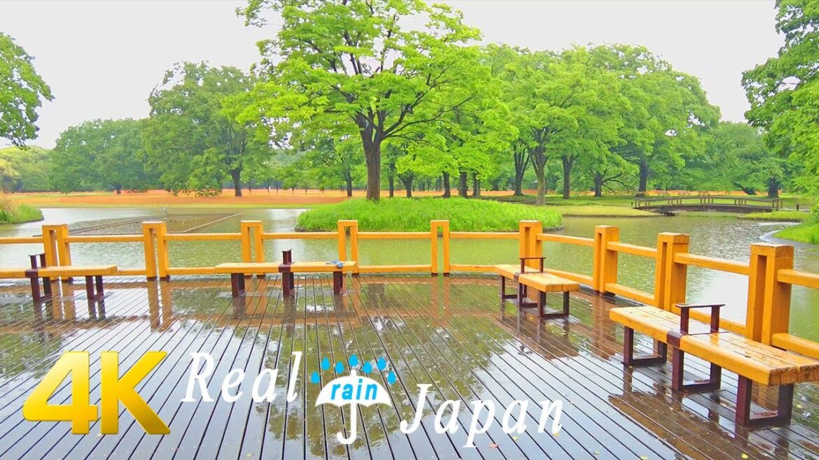 Rainy Morning in Yoyogi Park (代々木公園), Shibuya-ku, Tokyo, Japan – Ambience ASMR 4K Rainy Morning in Yoyogi Park (代々木公園), Shibuya-ku, Tokyo, Japan - Ambience ASMR 4K