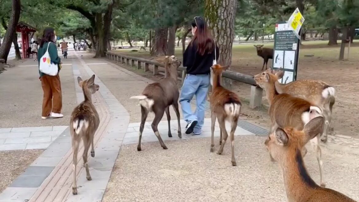 奈良の観光地を歩いたら😀🚶非日常だった! 奈良の観光地を歩いたら😀🚶非日常だった!