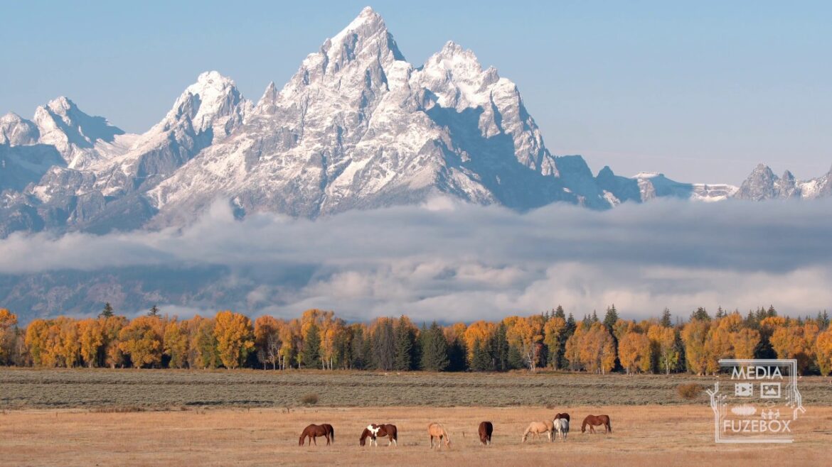 Horses grazing in a field in Fall