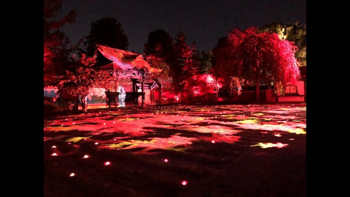 4K KYOTO [viewTV-114] 高台寺 秋の夜間特別拝観 "Kodaiji Temple Autumn Special Night Visit (illumination)"