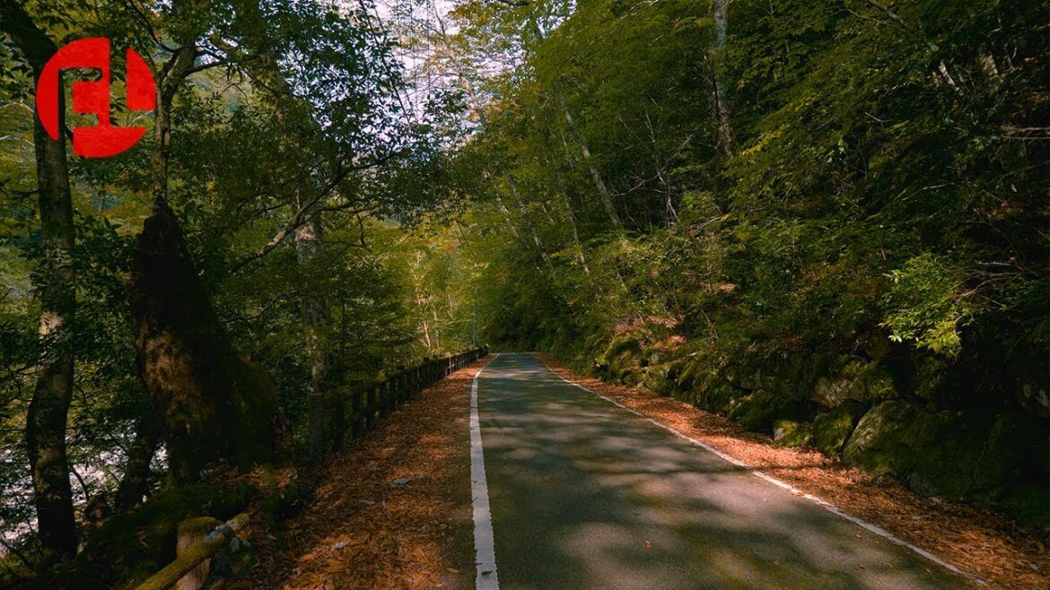 [4K] Experience Autumn in Japan (Omogo Gorge, Ehime Prefecture)