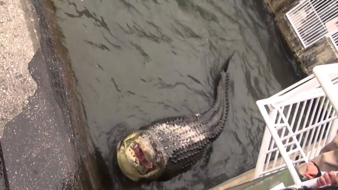 Japan Trip: Oniyama Jigoku crocodiles in hot spring Beppu city, Oita017