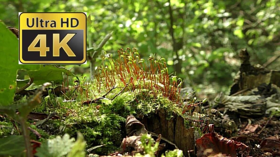 Dreamlike beautiful spring impressions from Vienna 2017 – 4K Dreamlike beautiful spring impressions from Vienna 2017 – 4K