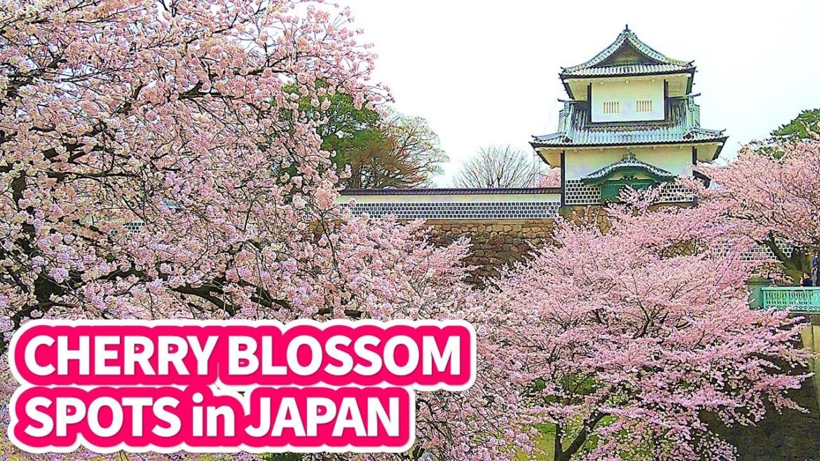 Cherry Blossom Spots in Kanazawa – Japan's most beautiful garden – Sakura Cherry Blossom Spots in Kanazawa - Japan's most beautiful garden - Sakura