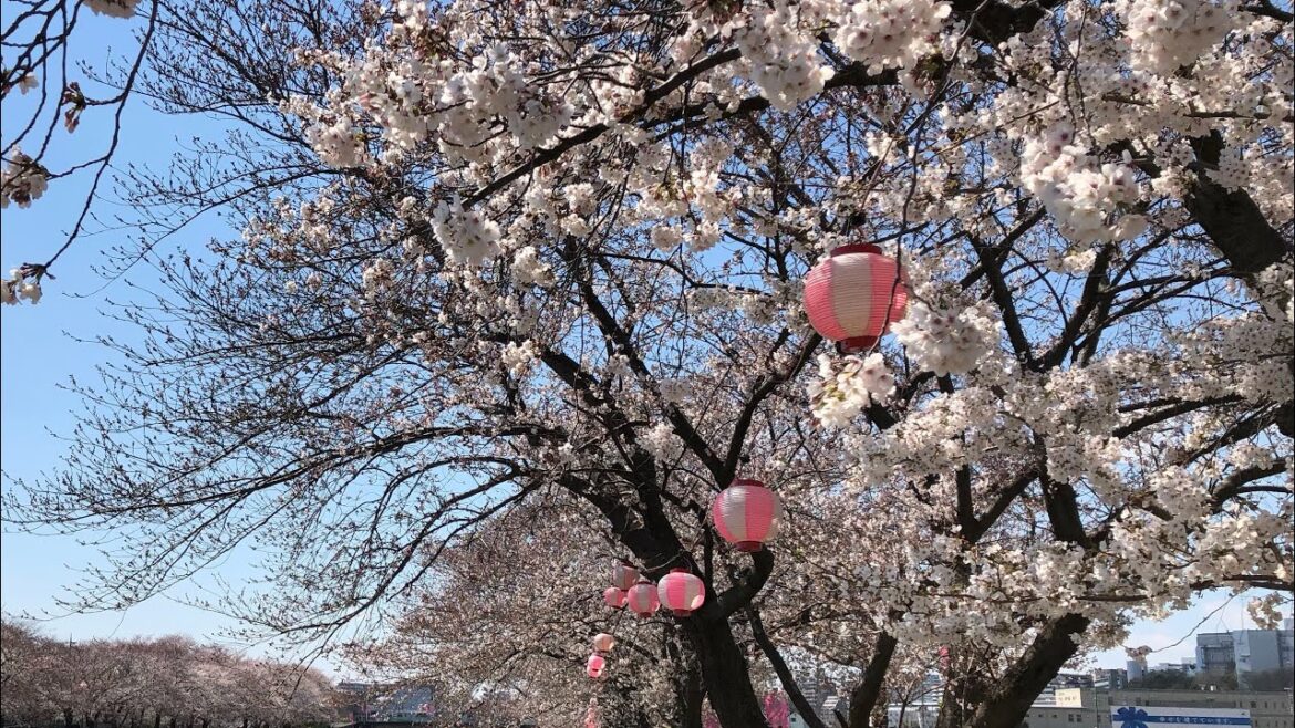 Sakura in Ichigaya/Iidabashi Area | Central Tokyo Sakura in Ichigaya/Iidabashi Area | Central Tokyo