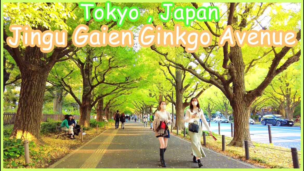 Jingu Gaien Ginkgo Avenue (Oct.2022) , Tokyo walk 4K Jingu Gaien Ginkgo Avenue (Oct.2022) , Tokyo walk 4K