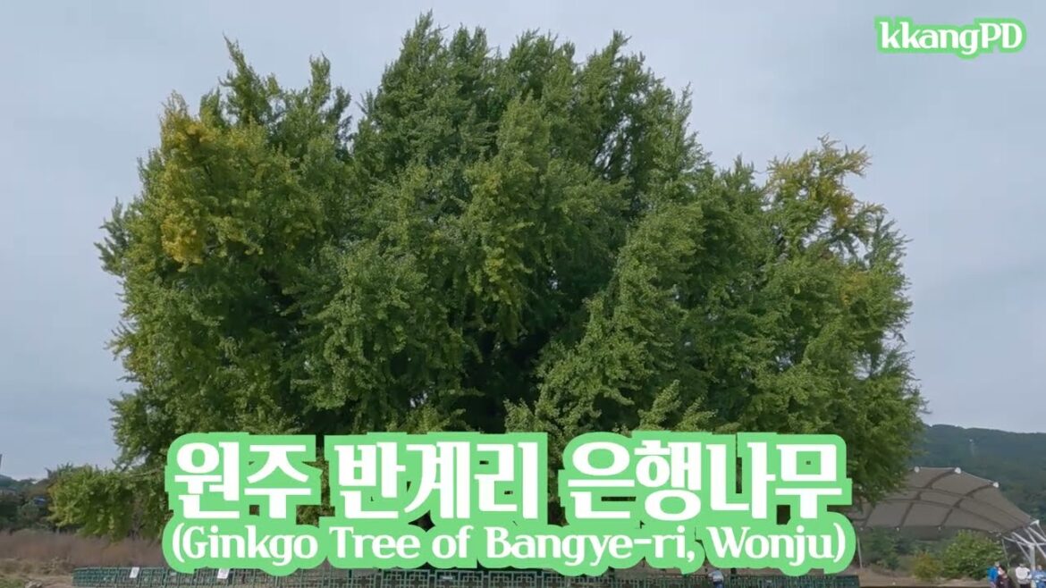 원주 반계리 은행나무(Ginkgo Tree of Bangye-ri, Wonju) 원주 반계리 은행나무(Ginkgo Tree of Bangye-ri, Wonju)