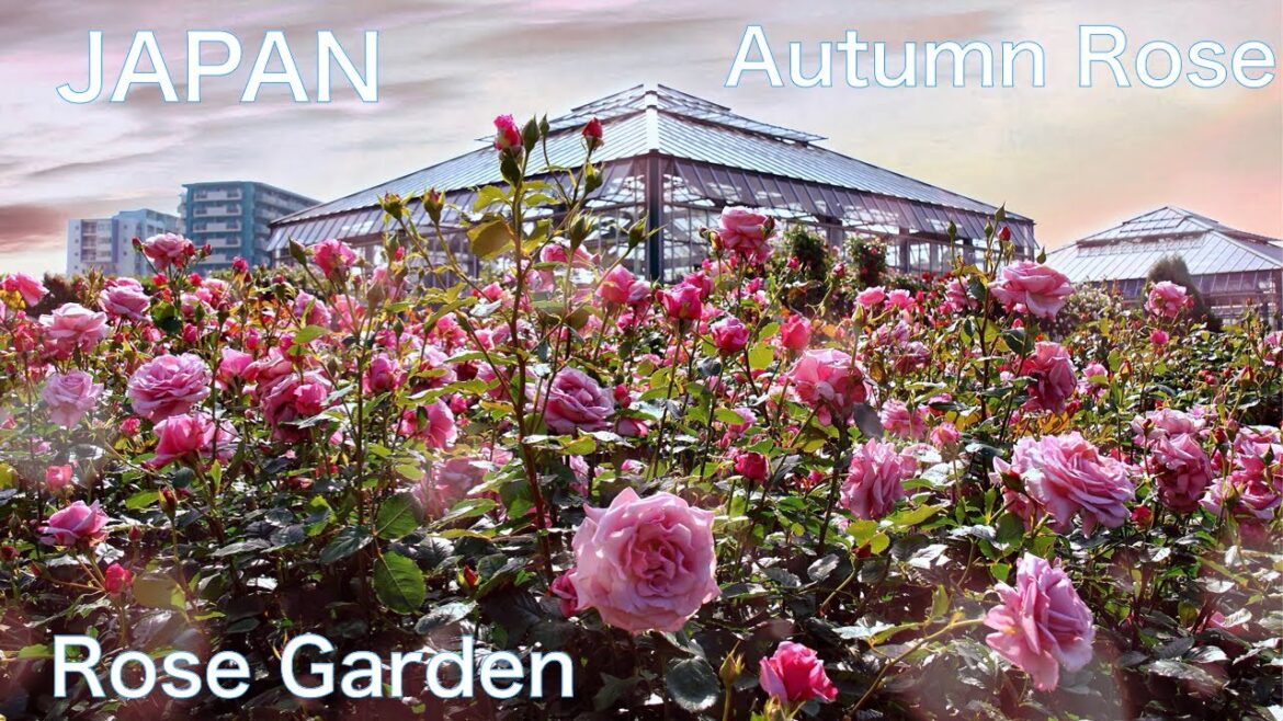 【ROSE GARDEN in JAPAN：Keisei Rose GARDEN 】1,600 kinds of beautiful roses and flowers　Autumn Rose