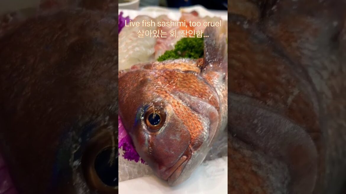 살아있는 회, Live fish sashimi, cruelty, sorry, but...