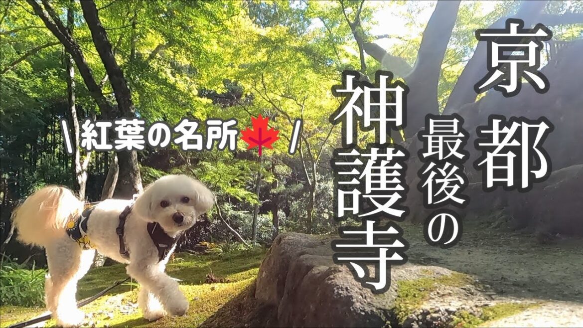 【2022🍁京都の紅葉】SUB 神護寺の染まり始めを見に行く（10月20日） / とが乃茶屋 / そうだ 京都、行こう。
